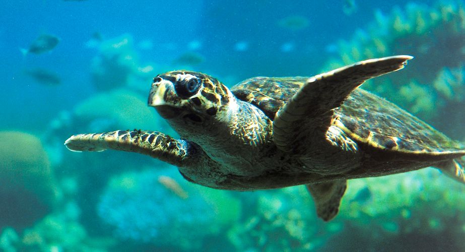 Jordanie 42 Jordanie 42